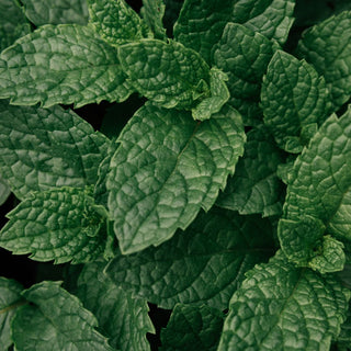 Shea Butter Balm for Hands & Feet