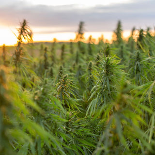 Hemp Seed Oil Benefits