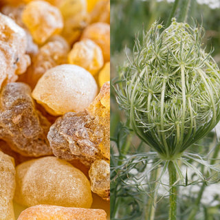 Top 7 Essential Oils for Stress, Anxiety, Depression & Insomnia