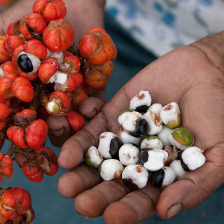 Caffeine from Guarana Seeds