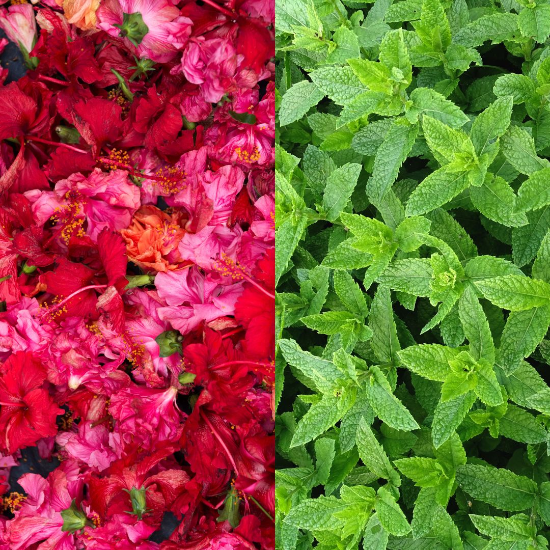 Itchy Flaky Scalp Scrub: Hibiscus + Mint